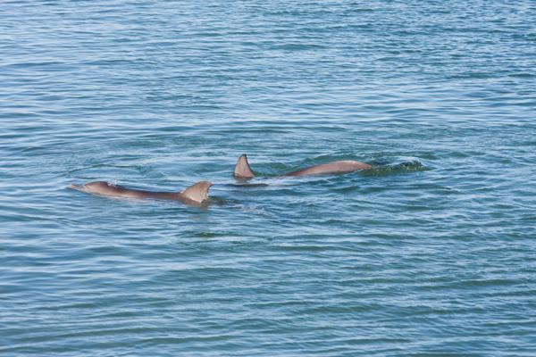 Shire Of Shark Bay, Australia
