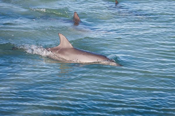 Shire Of Shark Bay, Australia