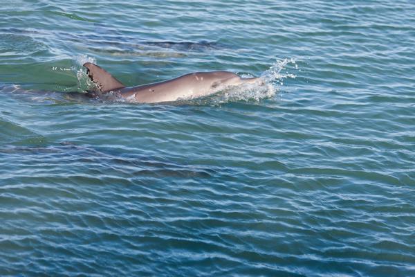 Shire Of Shark Bay, Australia