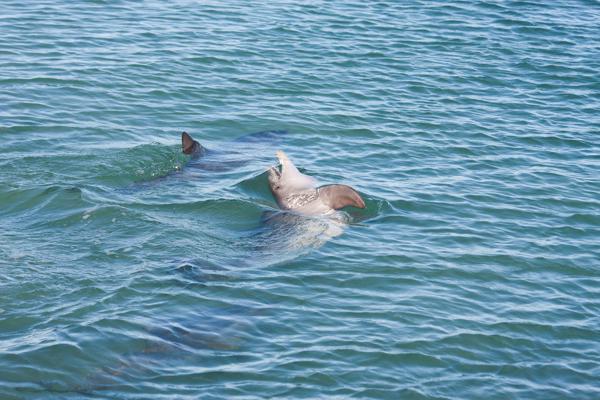 Shire Of Shark Bay, Australia