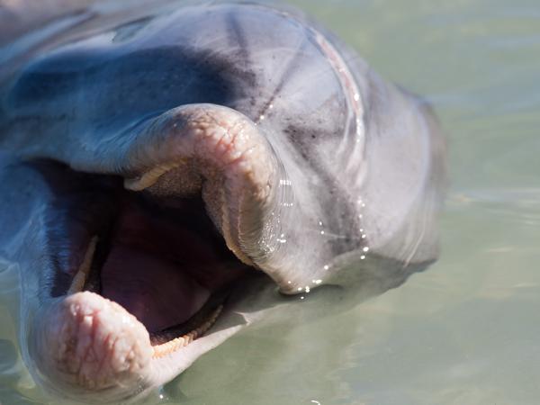 Shire Of Shark Bay, Australia