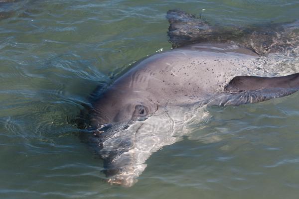Shire Of Shark Bay, Australia