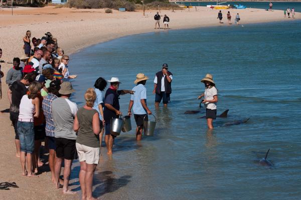 Shire Of Shark Bay, Australia
