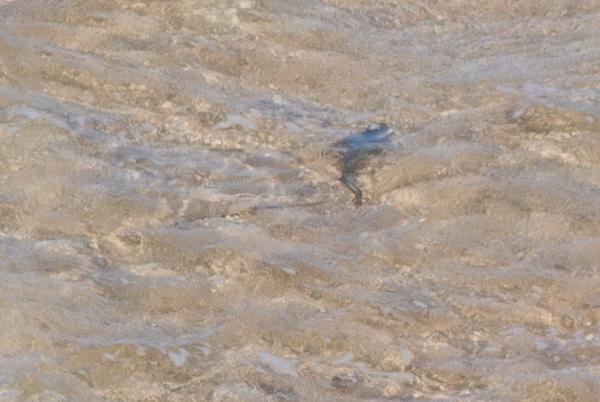 Shire Of Shark Bay, Australia