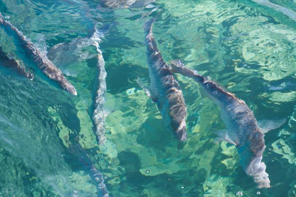 Shire Of Carnarvon, Australia