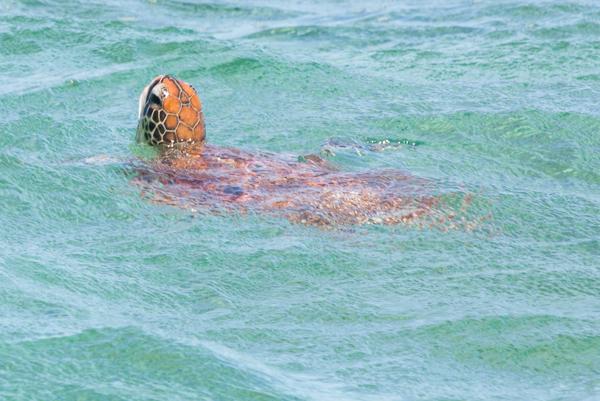 Shire Of Carnarvon, Australia