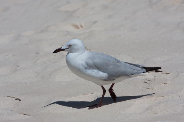 Shire Of Exmouth, Australia