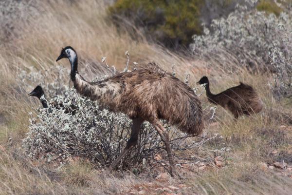 Shire Of Exmouth, Australia