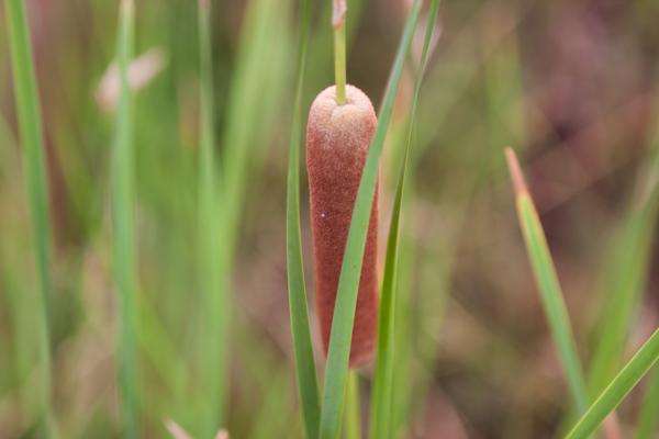 Shire Of Ashburton, Australia