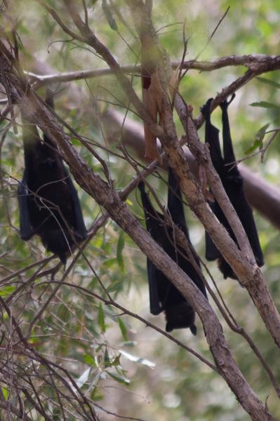 Shire Of Ashburton, Australia