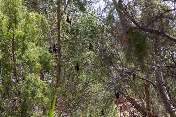 Shire Of Ashburton, Australia