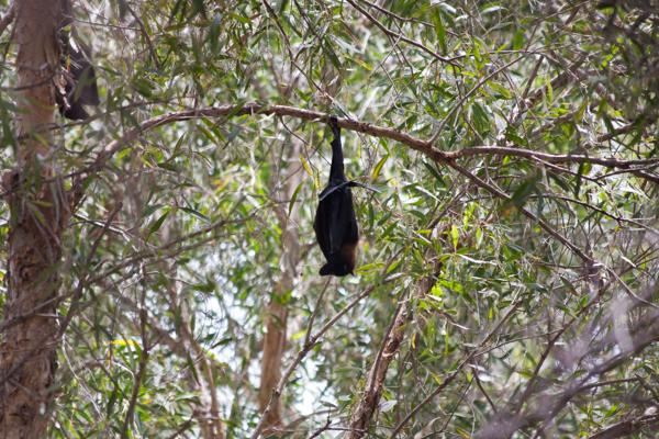 Shire Of Ashburton, Australia