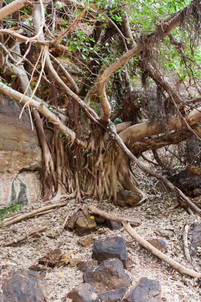 Tom Price, Australien