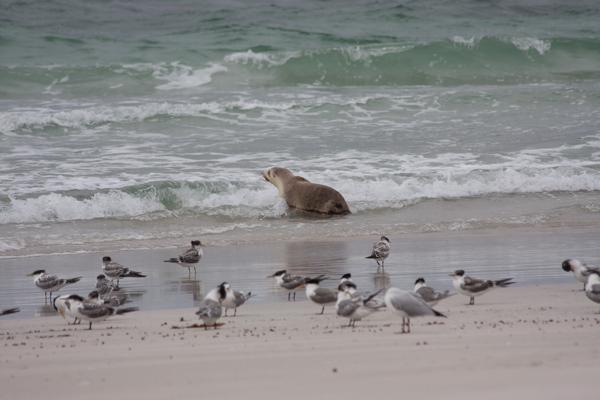 Kangaroo Island Council, Australia