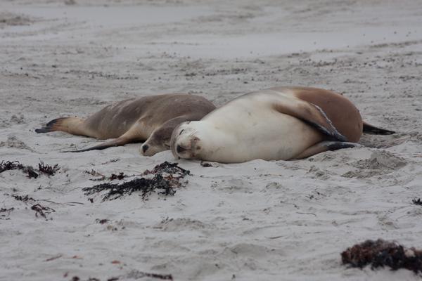 Kangaroo Island Council, Australia