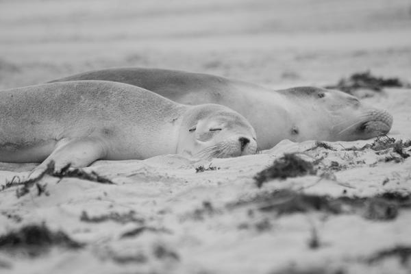 Kangaroo Island Council, Australia