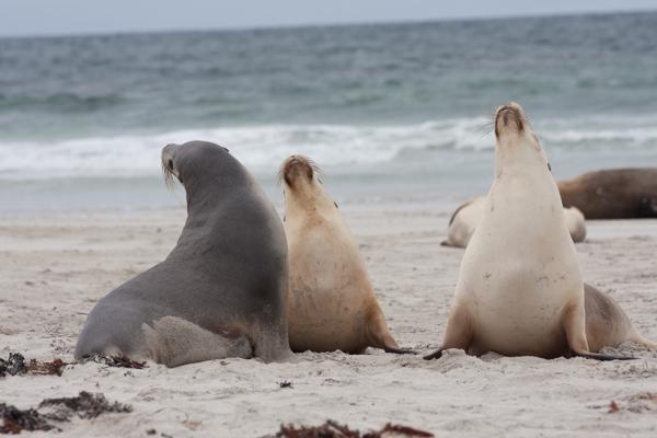 Kangaroo Island Council, Australia