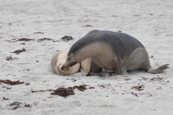 Kangaroo Island Council, Australia