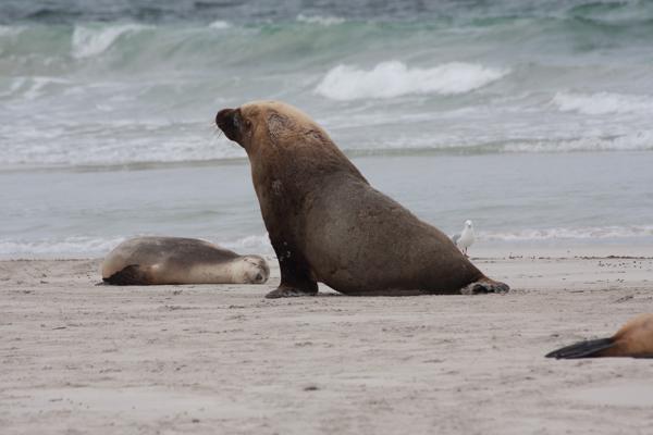 Kangaroo Island Council, Australia