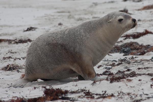 Kangaroo Island Council, Australia
