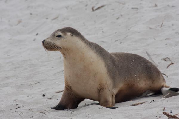 Kangaroo Island Council, Australia