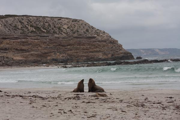 Kangaroo Island Council, Australia