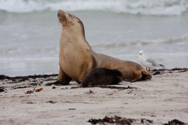 Kangaroo Island Council, Australia