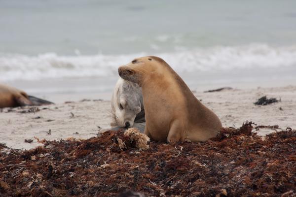 Kangaroo Island Council, Australia
