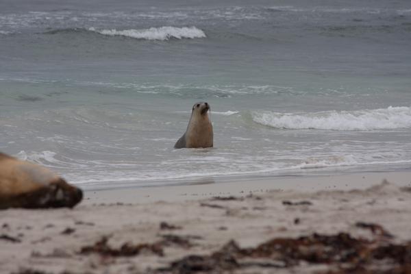 Kangaroo Island Council, Australia