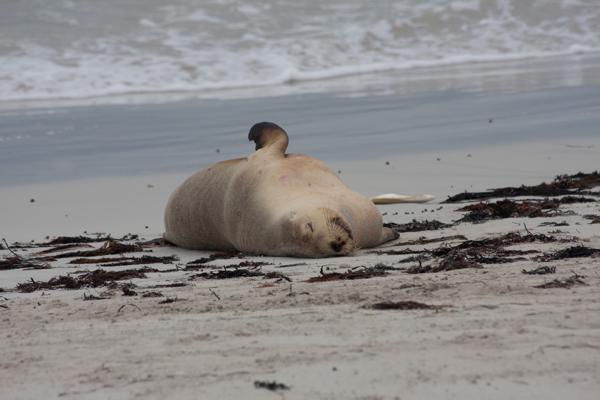 Kangaroo Island Council, Australia