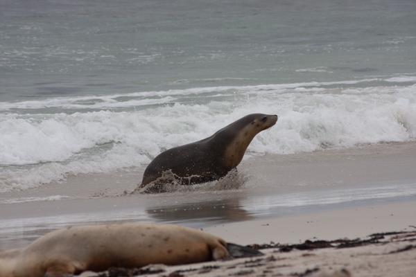 Kangaroo Island Council, Australia