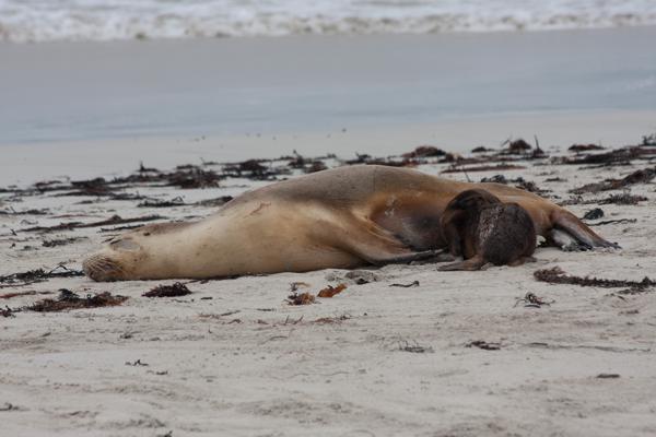Kangaroo Island Council, Australia