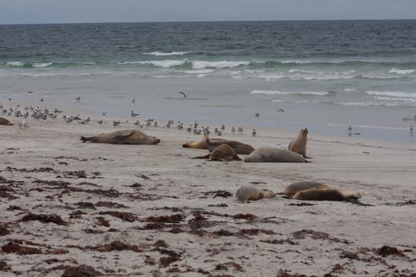 Kangaroo Island Council, Australia