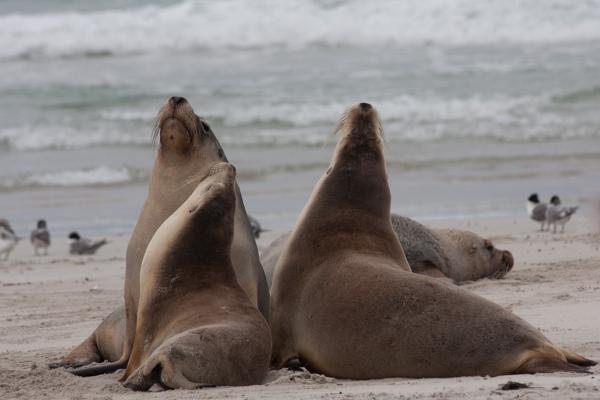 Kangaroo Island Council, Australia
