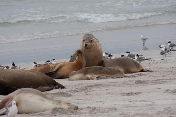 Kangaroo Island Council, Australia