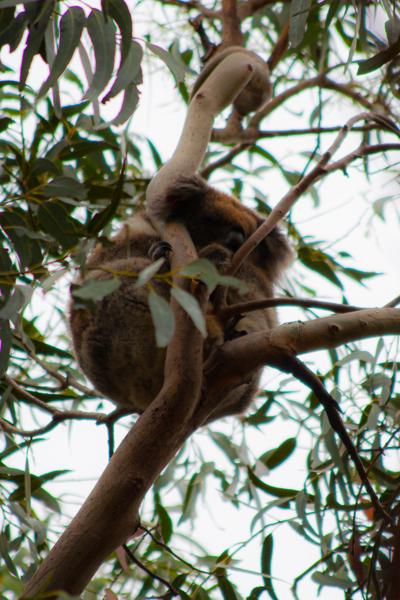 Kangaroo Island Council, Australia
