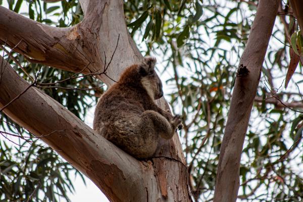 Kangaroo Island Council, Australia