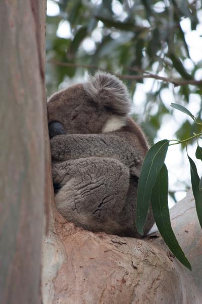 Sleeping Koala in Eucalyptus Tree Kangaroo Island Council, Australia