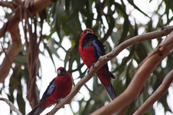 Kangaroo Island Council, Australia