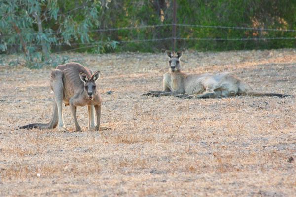 Rural City of Horsham, Australia