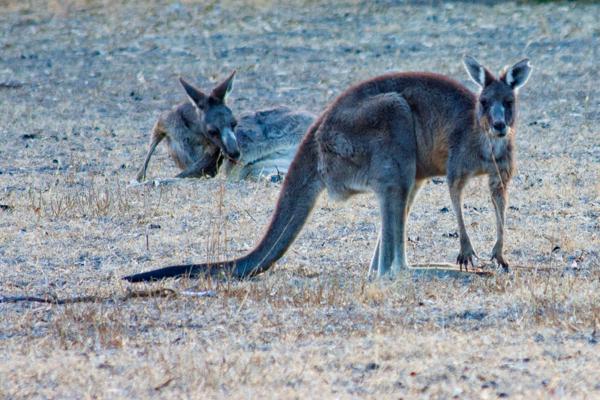 Two kangaroos in dry Victorian grassland Rural City of Horsham, Australia