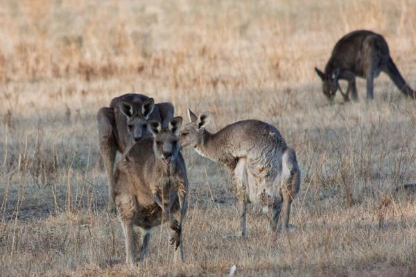 Rural City of Horsham, Australia