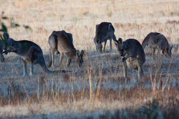 Rural City of Horsham, Australia