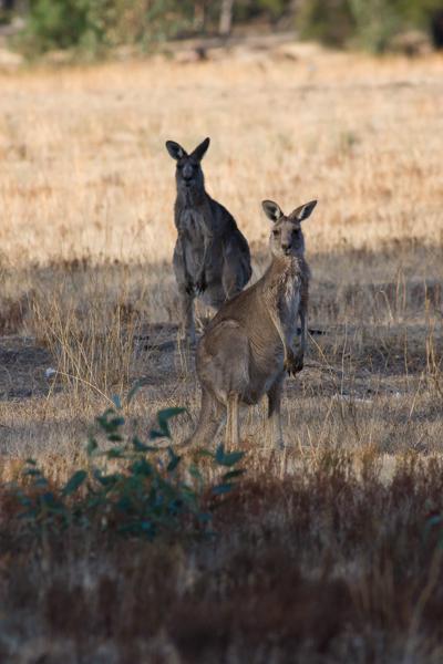 Rural City of Horsham, Australia