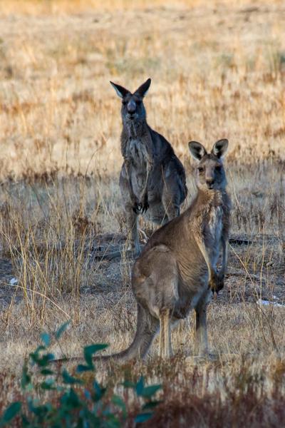 Two Kangaroos Standing in Dry Grassland Rural City of Horsham, Australia