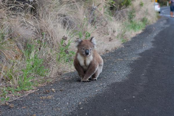 Koala on Roadside in Victoria, Australia Shire of Colac Otway, Australia