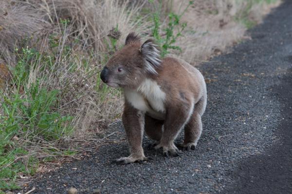 Shire of Colac Otway, Australia