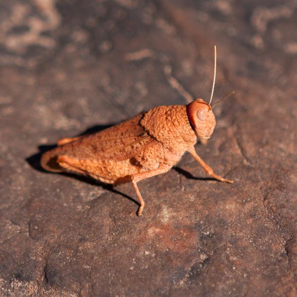 Macdonnell Region, Australia