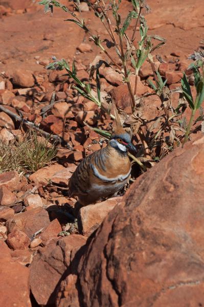 Macdonnell Region, Australia