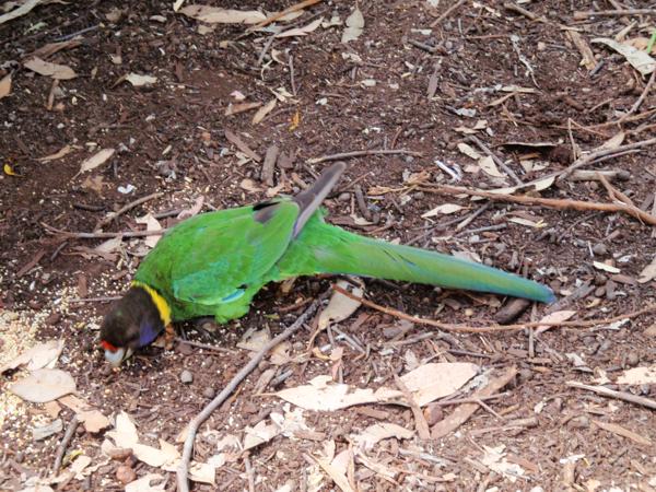 Shire Of Manjimup, Australia